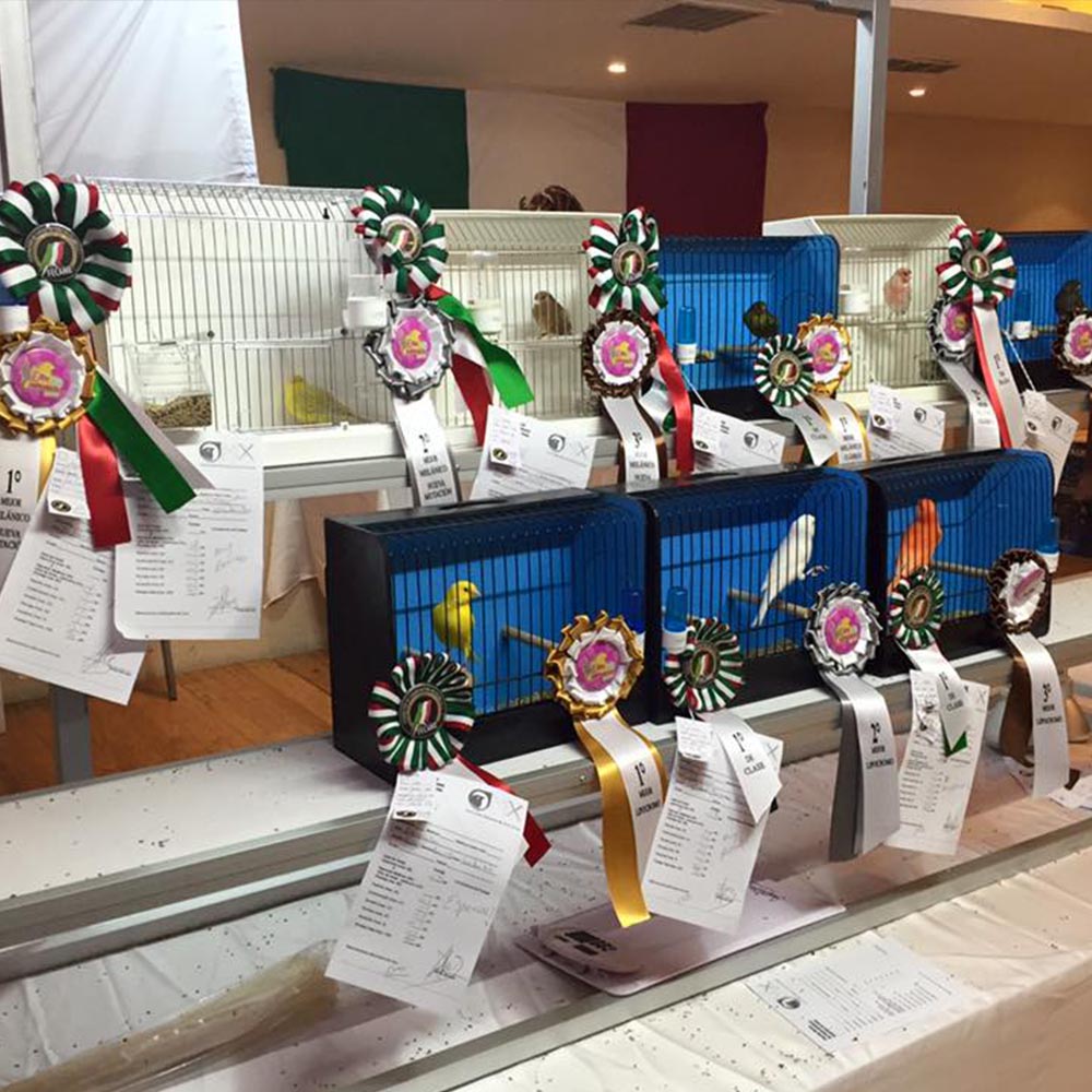 Premiación Campeonato Nacional Canaricultura 2015