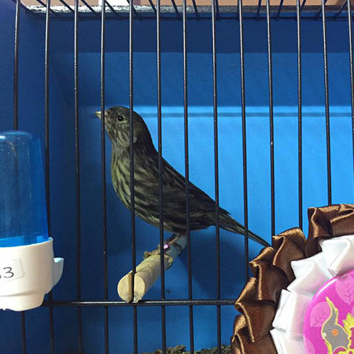 Canario Melánico Negro