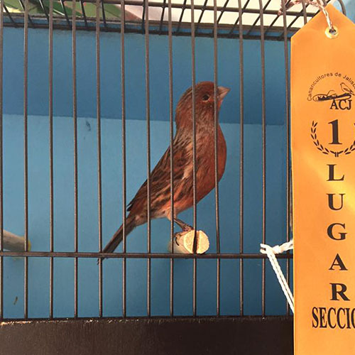 Canario Melánico Neggro Rojo Nevado